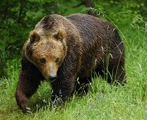 Brown-Bear